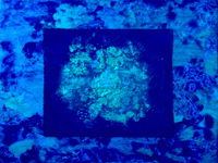 Ohne Titel - Blue Moon - No Title